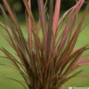 Phormium, Variétés Variables : Pot 4L