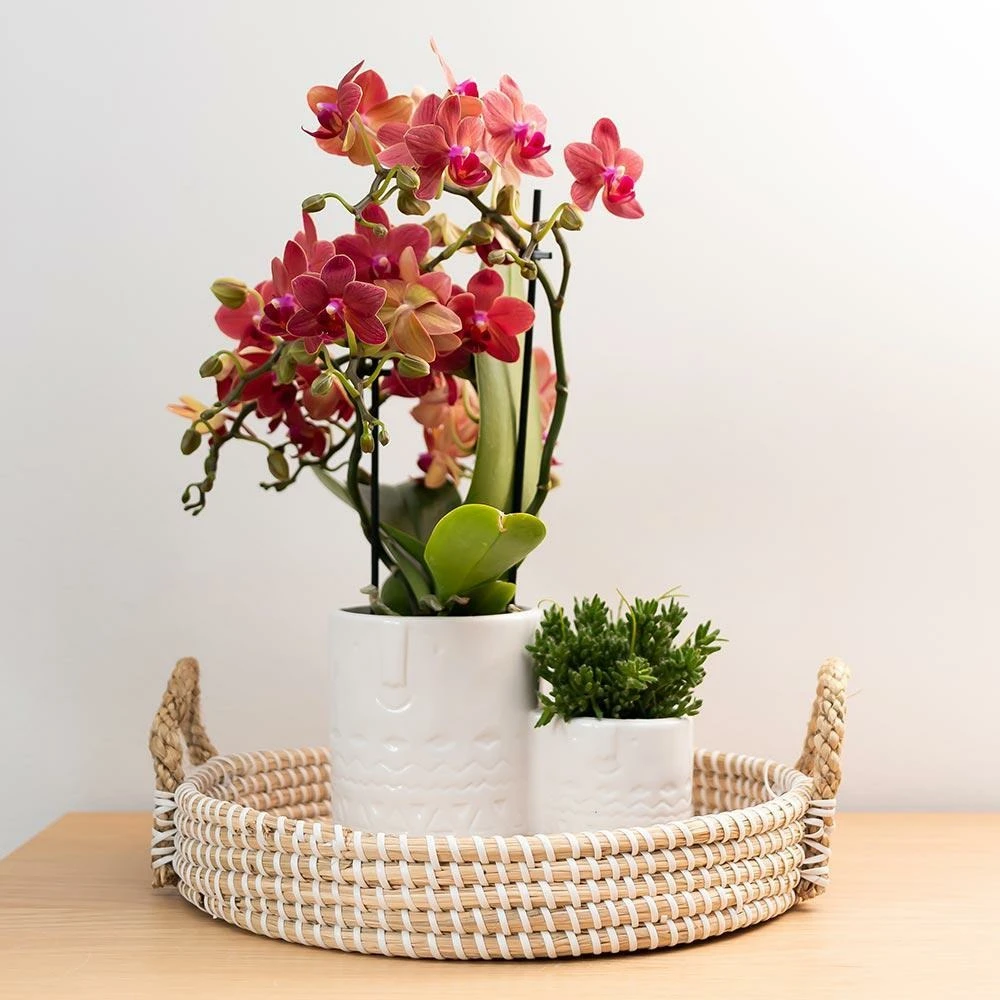 Orchidée Rouge Phalaenopsis - H35cm, ø9cm - Plante D'intérieur Fleurie 4 Orchidée Rouge Phalaenopsis - H35cm, ø9cm - Plante D'intérieur Fleurie – Image 4