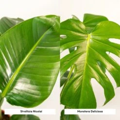 Strelitzia Nicolai, Monstera Deliciosa, Duo De Plantes - Grandes Plantes D'intérieur -Ryobi Jardin Boutique 234a08022e7bcd88