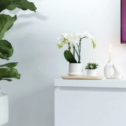 Haworthia Limifolia Et Son Cache-pot Blanc - H16cm, ø9cm - Plante D'intérieur 8 Haworthia Limifolia Et Son Cache-pot Blanc - H16cm, ø9cm - Plante D'intérieur -Ryobi Jardin Boutique 234d780d32d03d45