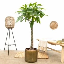 Pachira Aquatica - H150cm, ø30cm - Très Grande Plante D'intérieur -Ryobi Jardin Boutique 234fa82bd53a7d5b