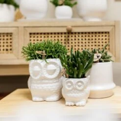 Haworthia Limifolia Et Son Cache-pot Blanc - H16cm, ø9cm - Plante D'intérieur 9 Haworthia Limifolia Et Son Cache-pot Blanc - H16cm, ø9cm - Plante D'intérieur -Ryobi Jardin Boutique 236755527d1c1a40