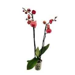 Orchidée Phalaeonopsis 2 Tiges - Pot D.12 Cm -Ryobi Jardin Boutique 261303 016