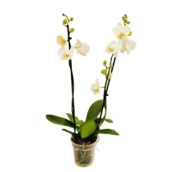 Orchidée Phalaeonopsis 2 Tiges - Pot D.12 Cm -Ryobi Jardin Boutique 261303 017