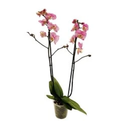 Orchidée Phalaeonopsis 2 Tiges - Pot D.12 Cm -Ryobi Jardin Boutique 261303 019