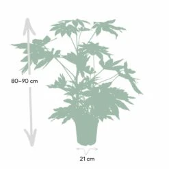 Fatsia Japonica Vert - H85cm, ø21cm - Grande Plante D'intérieur -Ryobi Jardin Boutique 280af7ba203de514