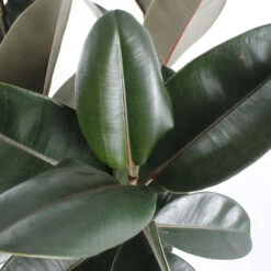 Caoutchouc : 3 Pieds Pot -Ryobi Jardin Boutique 28705 002