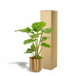 L'alocasia Portodora Et Son Cache-pot Doré - H80cm, ø21cm - Grande Plante D'intérieur -Ryobi Jardin Boutique 2c7a5efbb044a121