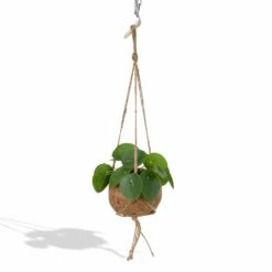 Kokodama Pilea Peperomiodes - H20cm, ø15cm - Plante D'intérieur Tombante