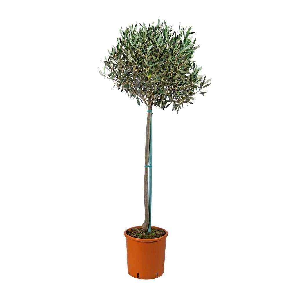 Olivier, Olea Europeae : H100 Cm Tige Pot D20cm 4 Olivier, Olea Europeae : H100 Cm Tige Pot D20cm – Image 4