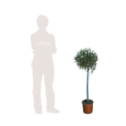 Olivier, Olea Europeae : H100 Cm Tige Pot D20cm 6 Olivier, Olea Europeae : H100 Cm Tige Pot D20cm -Ryobi Jardin Boutique 316246 002