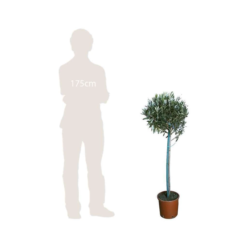 Olivier, Olea Europeae : H100 Cm Tige Pot D20cm 3 Olivier, Olea Europeae : H100 Cm Tige Pot D20cm – Image 3