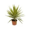Yucca Jewel : H 80/105 Cm Pot Décoratif 25 Cm
