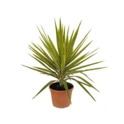 Yucca Jewel : H 80/105 Cm Pot Décoratif 25 Cm
