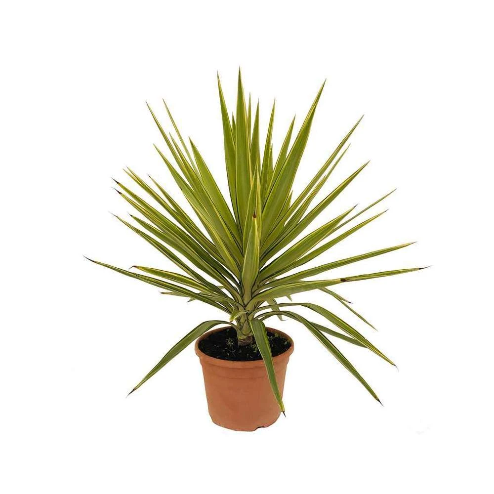 Yucca Jewel : H 80/105 Cm Pot Décoratif 25 Cm 1 Yucca Jewel : H 80/105 Cm Pot Décoratif 25 Cm