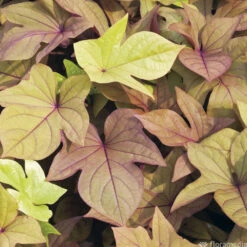 Ipomée : Plateau De 6 Plants En Godets Ø 8 Cm 11 Ipomée : Plateau De 6 Plants En Godets Ø 8 Cm -Ryobi Jardin Boutique 318186 008