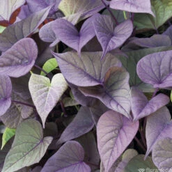 Ipomée : Plateau De 6 Plants En Godets Ø 8 Cm 9 Ipomée : Plateau De 6 Plants En Godets Ø 8 Cm -Ryobi Jardin Boutique 318186 010