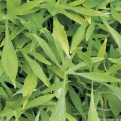 Ipomée : Plateau De 6 Plants En Godets Ø 8 Cm 10 Ipomée : Plateau De 6 Plants En Godets Ø 8 Cm -Ryobi Jardin Boutique 318186 011