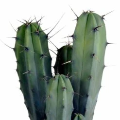 Myrtillocactus - H40cm, ø17cm - Plante D'intérieur Facile D'entretien -Ryobi Jardin Boutique 33303d85be75e3e9