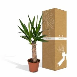 Yucca - H40cm, ø14cm - Plante D'intérieur -Ryobi Jardin Boutique 3432fe20eae17f67