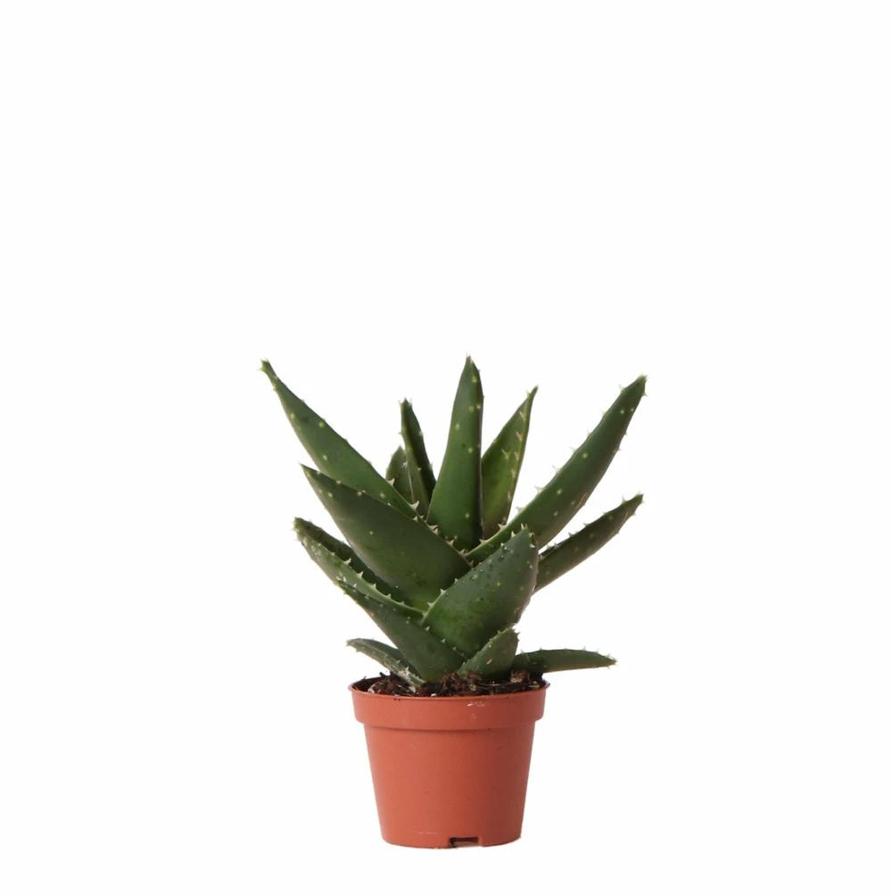Aloe Brevifolia - H14cm, ø6cm - Plante D'intérieur Facile D'entretien 1 Aloe Brevifolia - H14cm, ø6cm - Plante D'intérieur Facile D'entretien