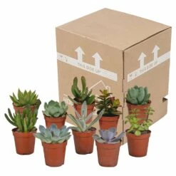Succulentes, Box De 10 Plantes - H13cm, ø5,5cm - Plantes D'intérieur -Ryobi Jardin Boutique 34c5cec915ff5cc9