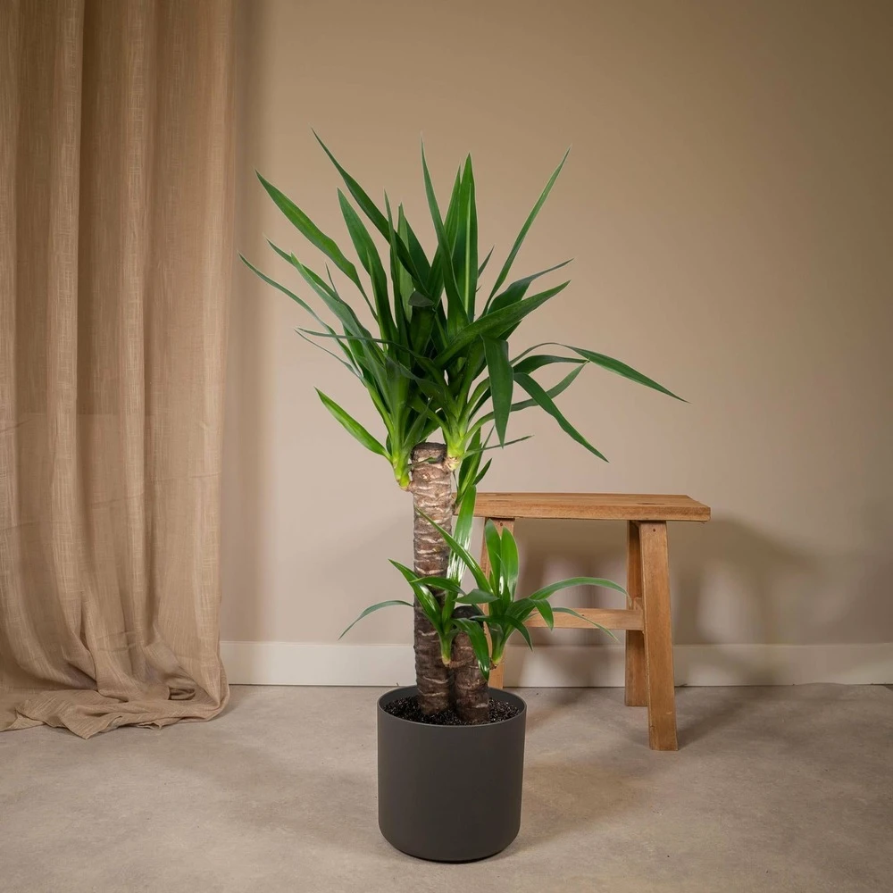 Yucca - H85cm, ø17cm - Grande Plante D'intérieur 2 Yucca - H85cm, ø17cm - Grande Plante D'intérieur – Image 2