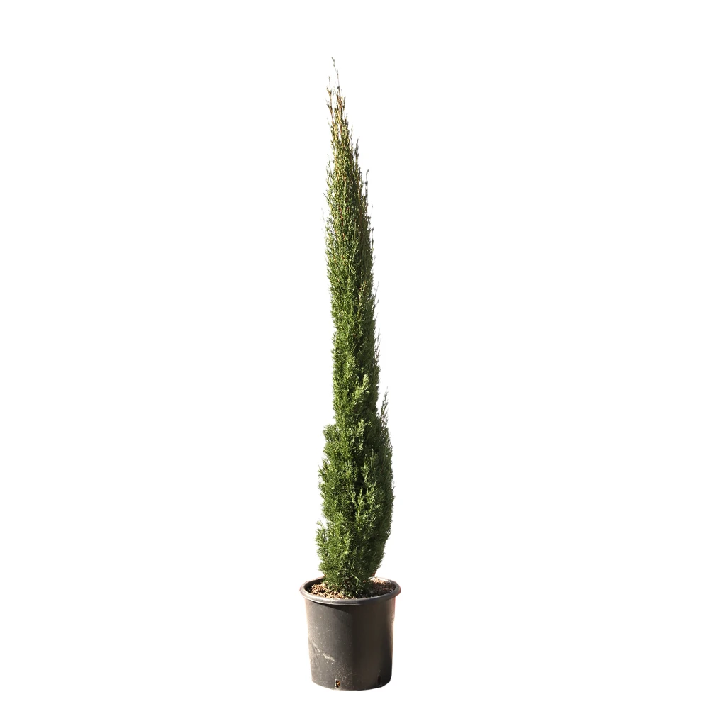 Cupressus Sempervirens Totem : Hauteur 150/175 Cm, Pot 18 L 2 Cupressus Sempervirens Totem : Hauteur 150/175 Cm, Pot 18 L – Image 2