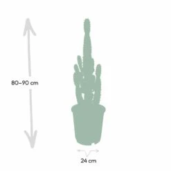 Euphorbia Acrurensis - H80cm, ø24cm - Grande Plante D'intérieur 8 Euphorbia Acrurensis - H80cm, ø24cm - Grande Plante D'intérieur -Ryobi Jardin Boutique 374eeba9c2f25f69