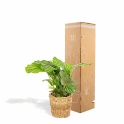 Calathea Orbifolia Et Son Panier Naturel - H40cm, ø14 Cm - Plante D'intérieur -Ryobi Jardin Boutique 3804fcc636f2001e