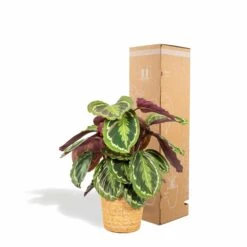 Calathea Médaillon Et Son Panier Naturel - H65cm, ø19cm - Plante D'intérieur -Ryobi Jardin Boutique 39375a6afe5bd28e