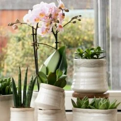 Crassula - H11cm, ø6cm - Plante D'intérieur -Ryobi Jardin Boutique 395bb3a15339b15d