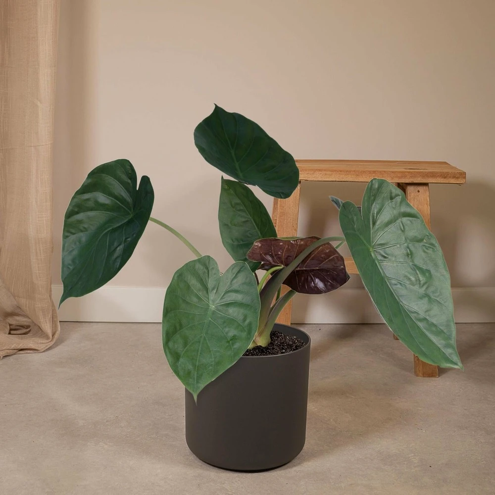 Alocasia Wentii - H70cm, ø19cm - Grande Plante D'intérieur 2 Alocasia Wentii - H70cm, ø19cm - Grande Plante D'intérieur – Image 2