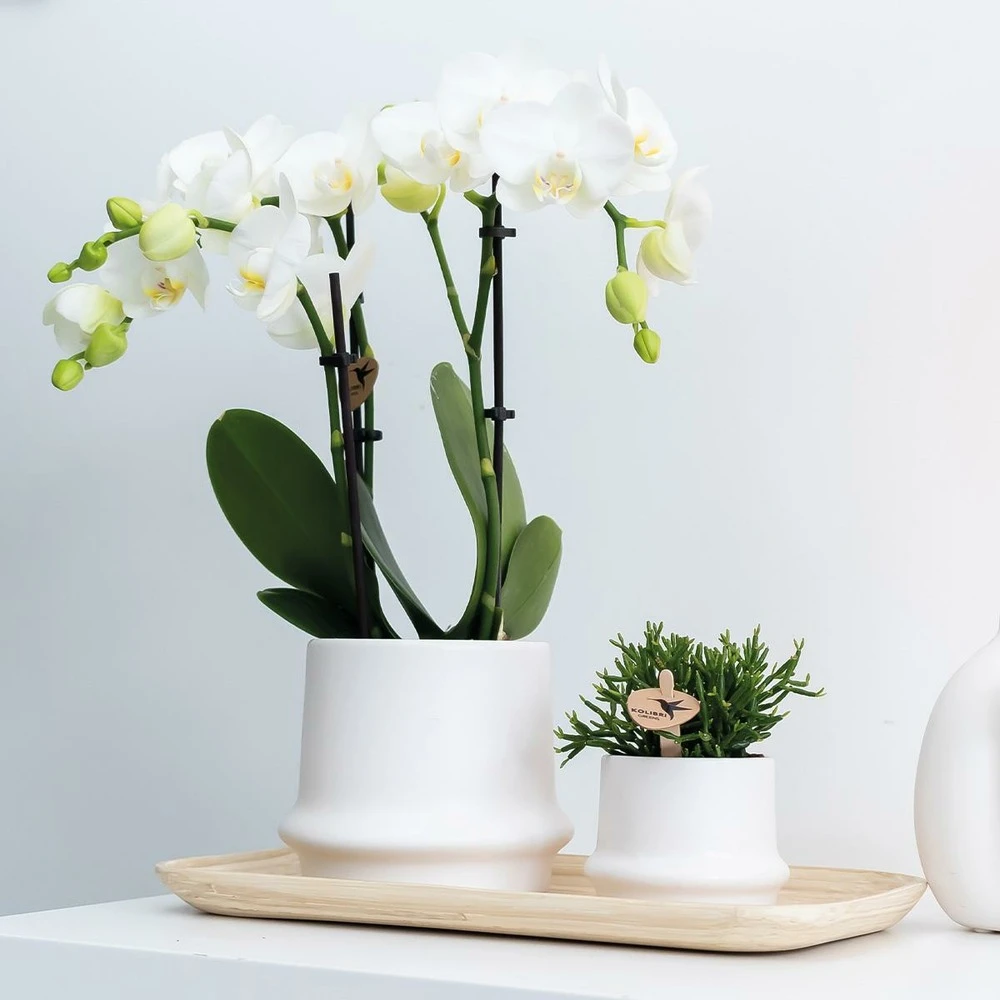 Haworthia Limifolia Et Son Cache-pot Blanc - H16cm, ø9cm - Plante D'intérieur 2 Haworthia Limifolia Et Son Cache-pot Blanc - H16cm, ø9cm - Plante D'intérieur – Image 2