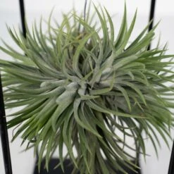 Tillandsia Et Son Support En Cube - H35cm, ø20cm - Plante D'intérieur Tombante -Ryobi Jardin Boutique 3a8531a0d40b3602