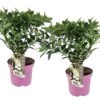 Set De 2 Hortensias Confetti - Pot ⌀19 Cm - H. 20-30cm (hauteur Pot Incluse)