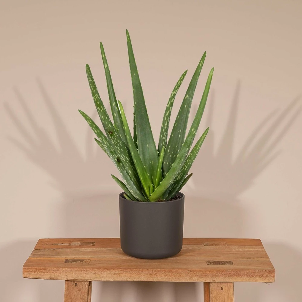 Aloe Vera - H30cm, ø12cm - Plante D'intérieur Succulente 2 Aloe Vera - H30cm, ø12cm - Plante D'intérieur Succulente – Image 2