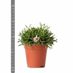 Rhipsalis Baccifera - H15cm, ø9cm - Plante D'intérieur -Ryobi Jardin Boutique 3e1dfaec75687e9f