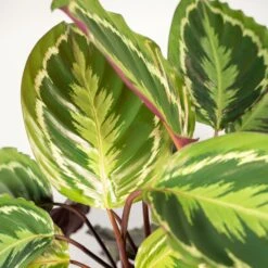 Calathea Médaillon Et Son Panier Naturel - H65cm, ø19cm - Plante D'intérieur -Ryobi Jardin Boutique 3f8b742e960cfe19