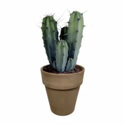 Myrtillocactus - H40cm, ø17cm - Plante D'intérieur Facile D'entretien -Ryobi Jardin Boutique 3faa7c176cdf6c7b