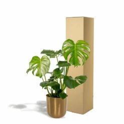 Monstera Deliciosa Et Son Cache-pot Doré - H80cm, ø21cm - Grande Plante D'intérieur -Ryobi Jardin Boutique 3fd55cfe91099f58