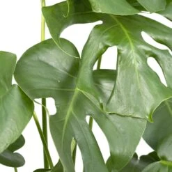 Monstera Deliciosa - H55cm, ø17cm - Plante D'intérieur -Ryobi Jardin Boutique 403df5ce7a9af6ee