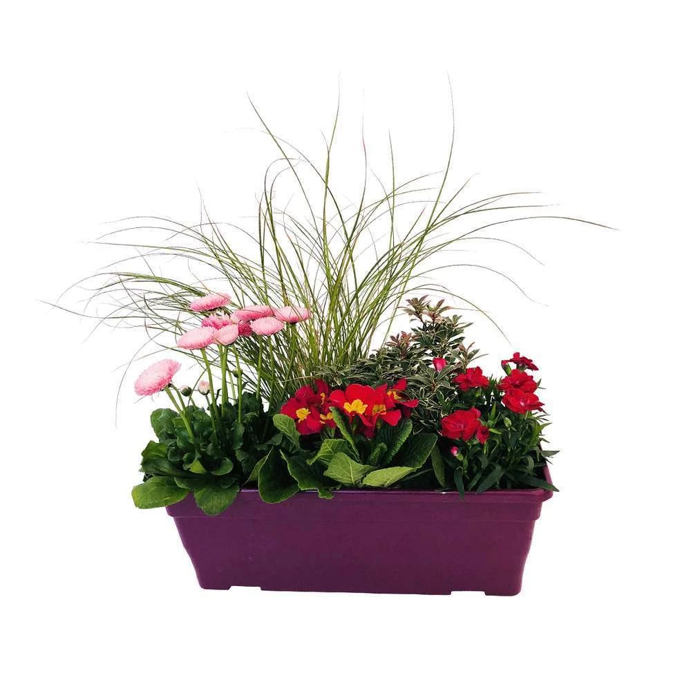 Jardinière De Bisannuelles Et Vivaces 40 Cm - Coloris Variables 2 Jardinière De Bisannuelles Et Vivaces 40 Cm - Coloris Variables – Image 2