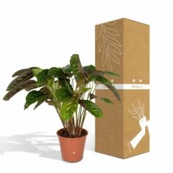 Calathea Flamestar - H75cm, ø19cm - Grande Plante D'intérieur -Ryobi Jardin Boutique 42cf26d6aec70c6e