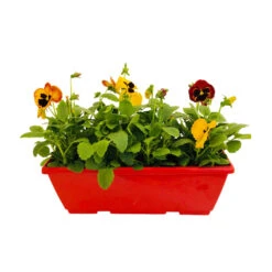 Pensée : Jardinière Colorée 40 Cm - Coloris Variables -Ryobi Jardin Boutique 431665 004