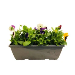 Pensée : Jardinière Colorée 40 Cm - Coloris Variables -Ryobi Jardin Boutique 431665 005