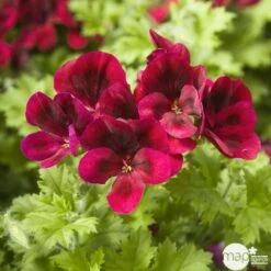 Géranium 'Calliope Dark Red' : Pot 4,5 Litres 5 Géranium 'Calliope Dark Red' : Pot 4,5 Litres -Ryobi Jardin Boutique 435476 002