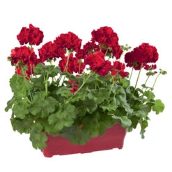 Geranium Interspécifique:jardinière 50 Cm - Coloris Variables 7 Geranium Interspécifique:jardinière 50 Cm - Coloris Variables -Ryobi Jardin Boutique 435586 006