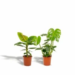 Delicious Monstera, Bananier Musa - Plantes D'intérieur