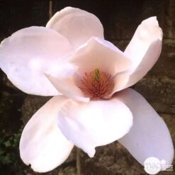 Primevères En Jardinière De 40cm Couleur - Coloris Variables -Ryobi Jardin Boutique 440466 006